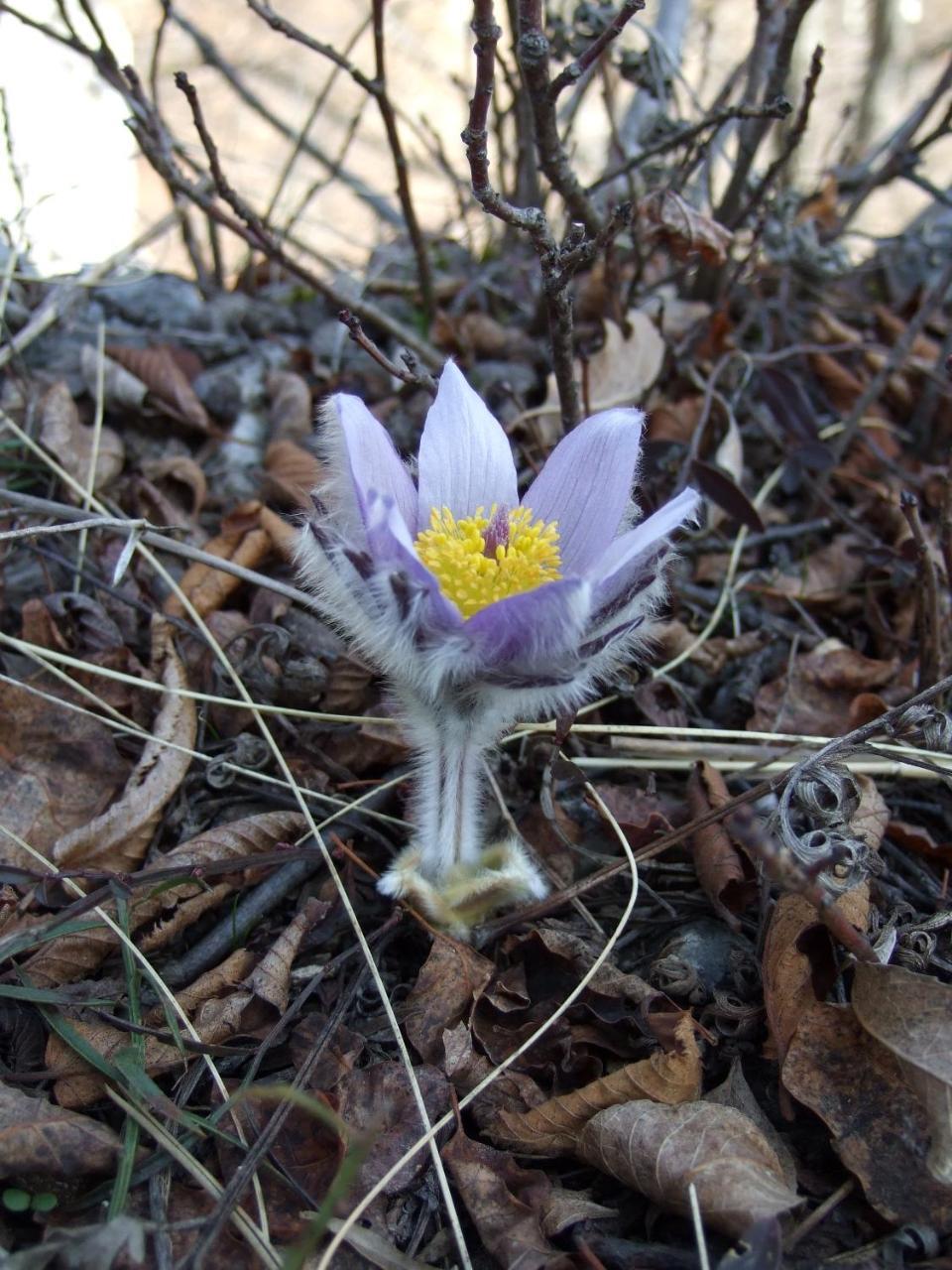 Planinski Mir Zaovine Dış mekan fotoğraf