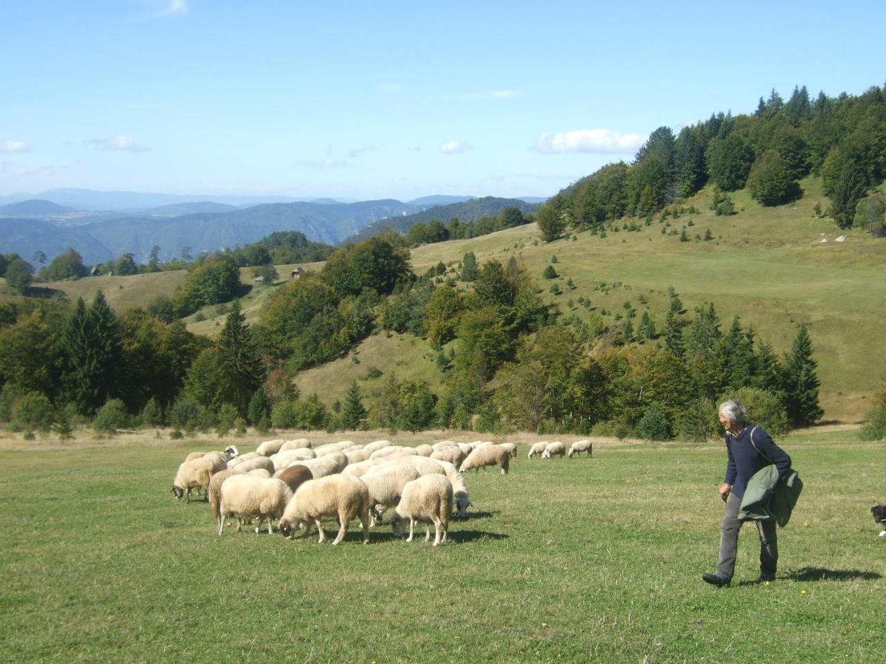 Planinski Mir Zaovine Dış mekan fotoğraf